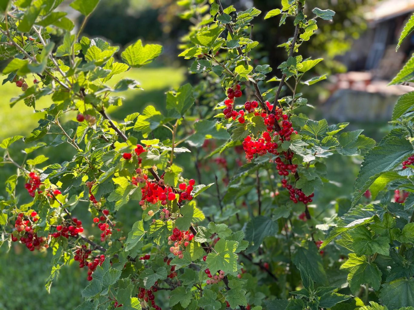 Johannisbeeren