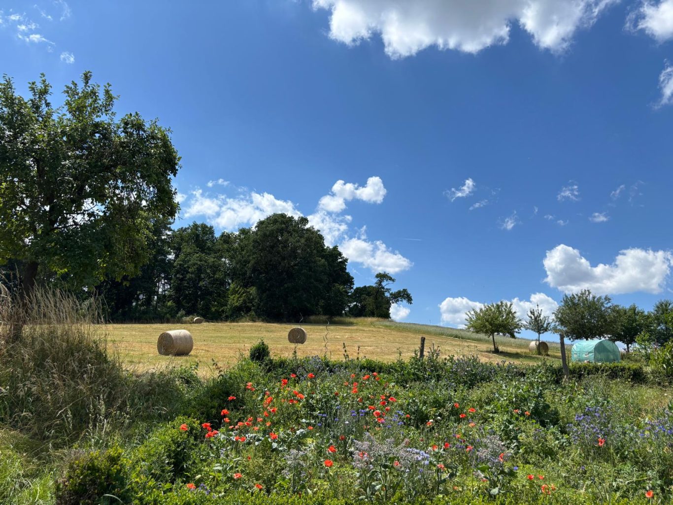 Wilde Blühwiese