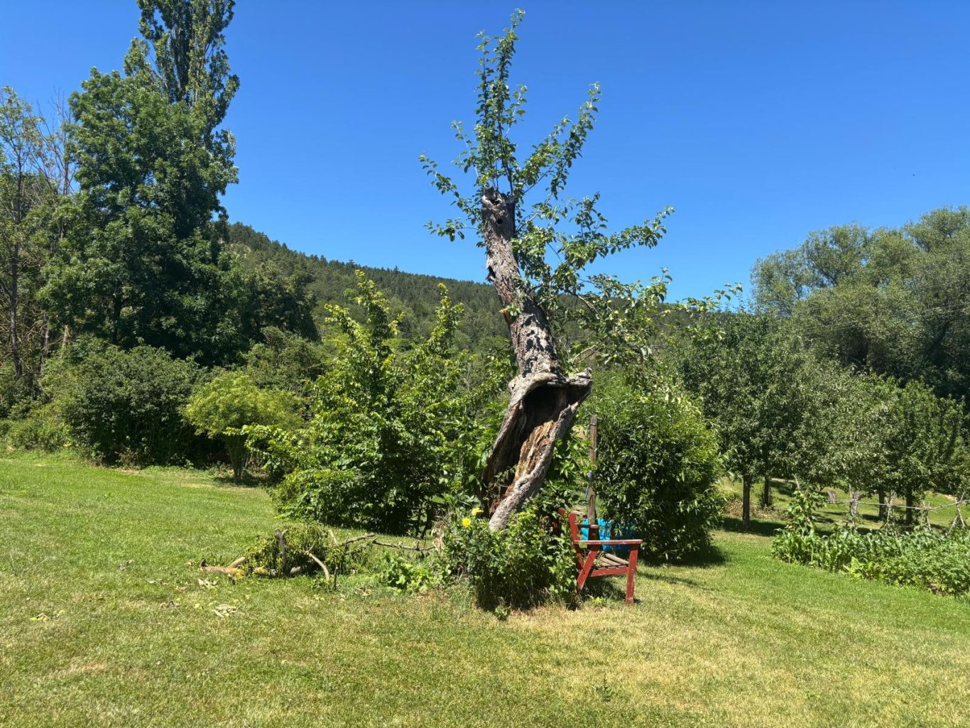 Alte Obstbäume prägen das Bild