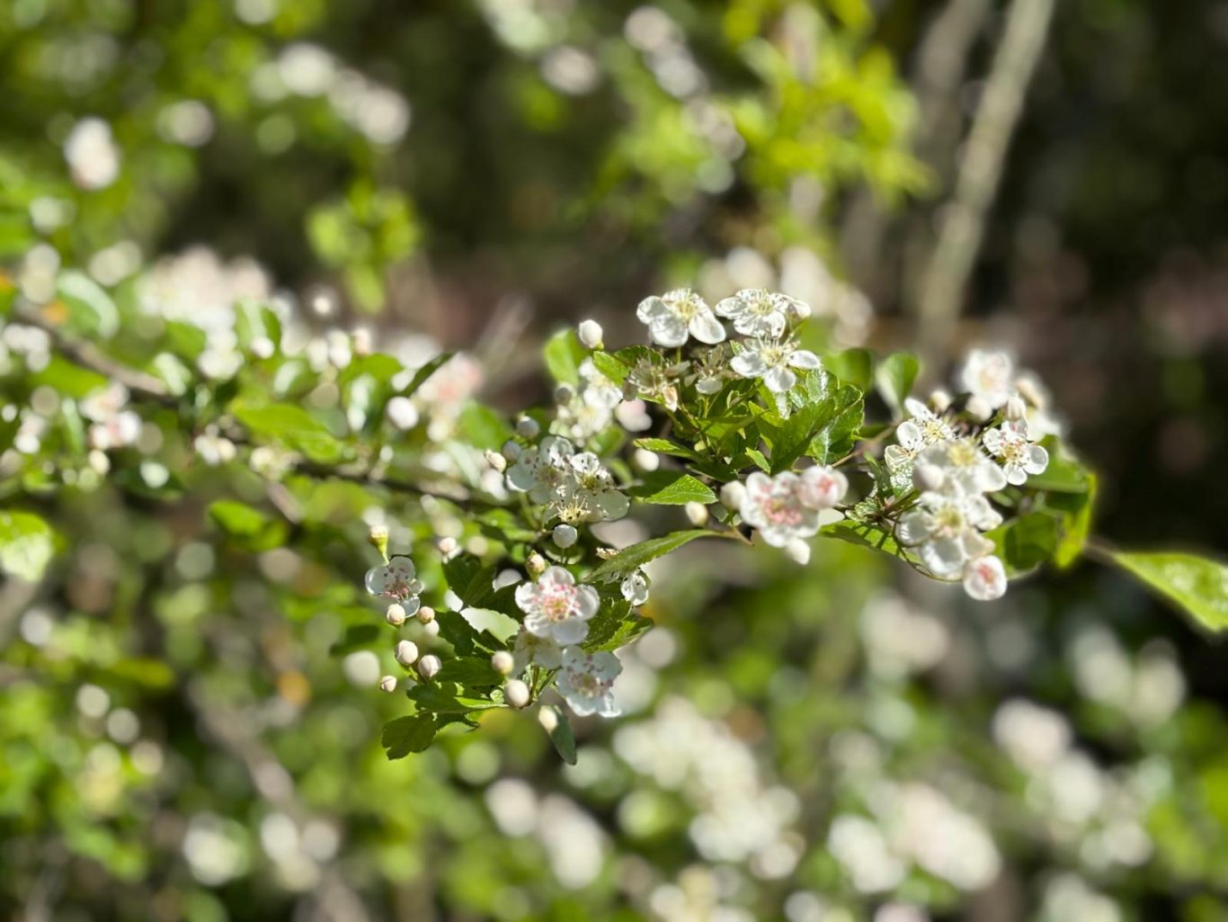 Mirabellen im Frühjahr