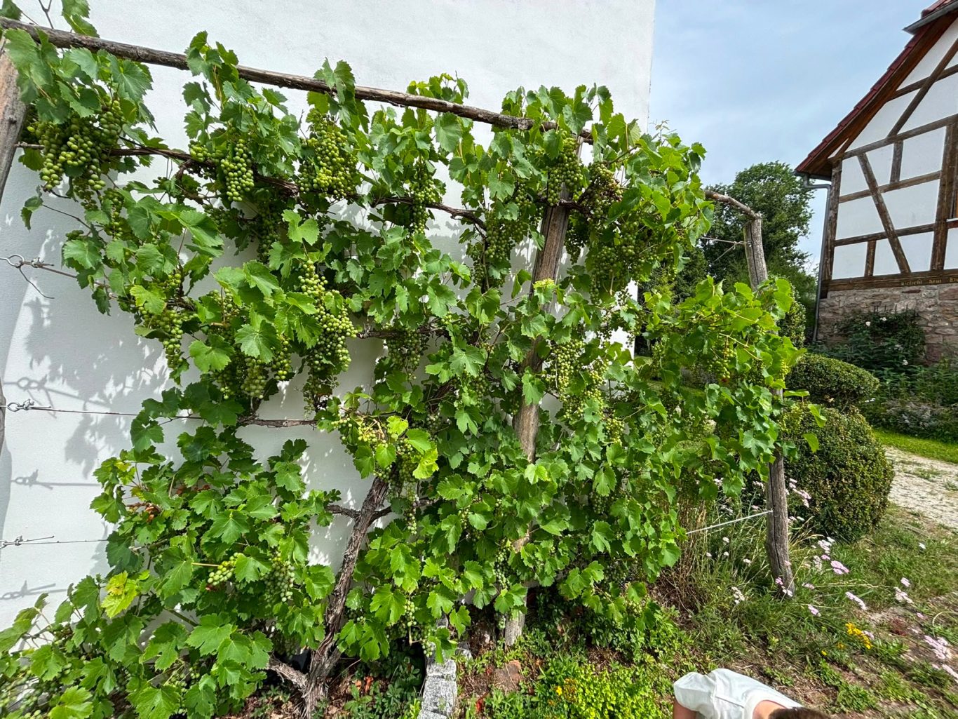 Wein gedeiht in Winzerla
