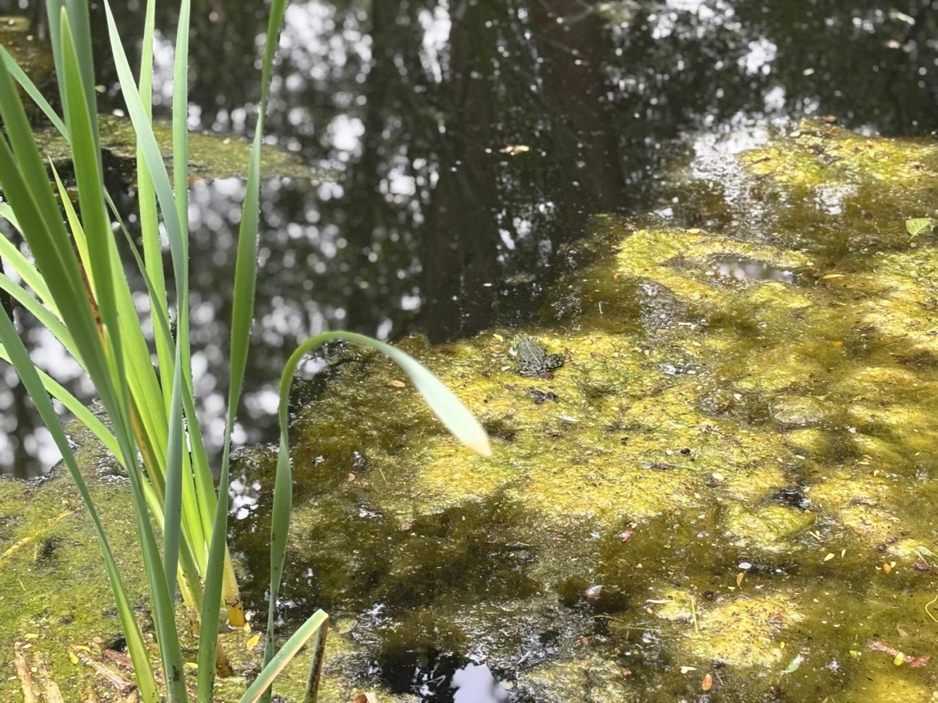 Froschkonzert